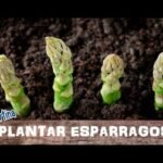 Descubre cómo plantar espárragos con éxito en tu huerto