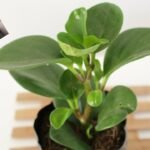 Guía para plantar peperomias obtusifolias: ¡Crea tu jardín exótico!
