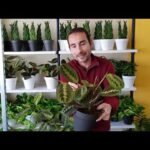 Guía completa: Cómo plantar y cuidar Marantas Leuconeura en tu hogar