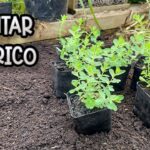 ¡Descubre cómo plantar Hierbas de San Juan con éxito en tu jardín!