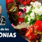 Guía completa: Cómo plantar begonias y hacerlas florecer en tu jardín