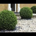Descubre cómo plantar bojs y darle vida a tu jardín de forma rápida y sencilla