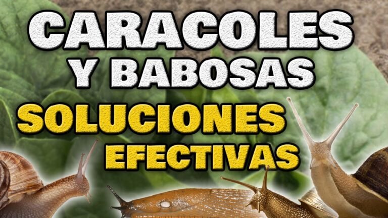 ¡Descubre los secretos para plantar caracolillos en tu jardín!