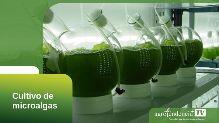 Cultiva Eichhornias con éxito en tu jardín, ¡descubre cómo!