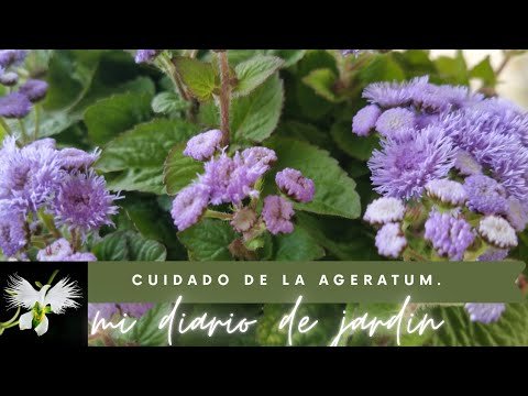 Guía completa para plantar Ageratums con éxito en tu jardín