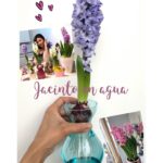 ¡Descubre cómo plantar jacintos de agua en tu jardín!