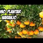 Descubre cómo plantar naranjos en tu jardín con estos consejos imprescindibles