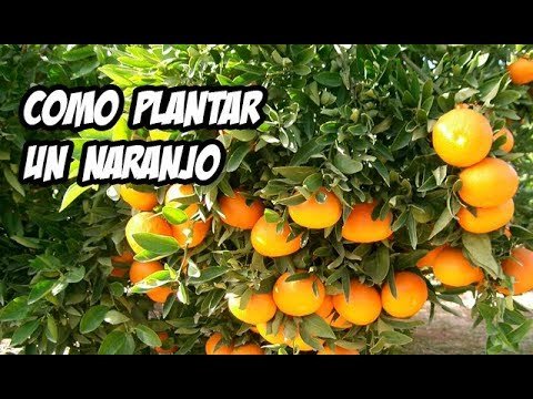 Descubre cómo plantar naranjos en tu jardín con estos consejos imprescindibles