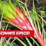 Descubre los secretos para plantar Tillandsia Punctulatas