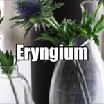 Descubre el secreto para plantar eringios como un experto