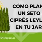 ¡Descubre cómo plantar cipreses en tu jardín de forma sencilla y rápida!