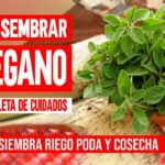 ¡Descubre cómo plantar oréganos y tener tu propio huerto aromático en casa!