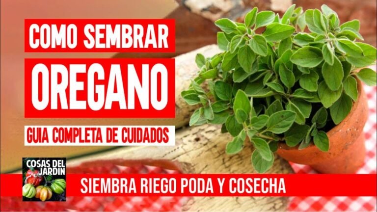 ¡Descubre cómo plantar oréganos y tener tu propio huerto aromático en casa!