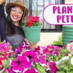 Tutorial: Cómo plantar petunias paso a paso