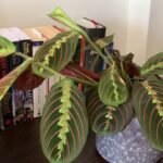 Descubre cómo plantar marantas y mantenerlas sanas en casa
