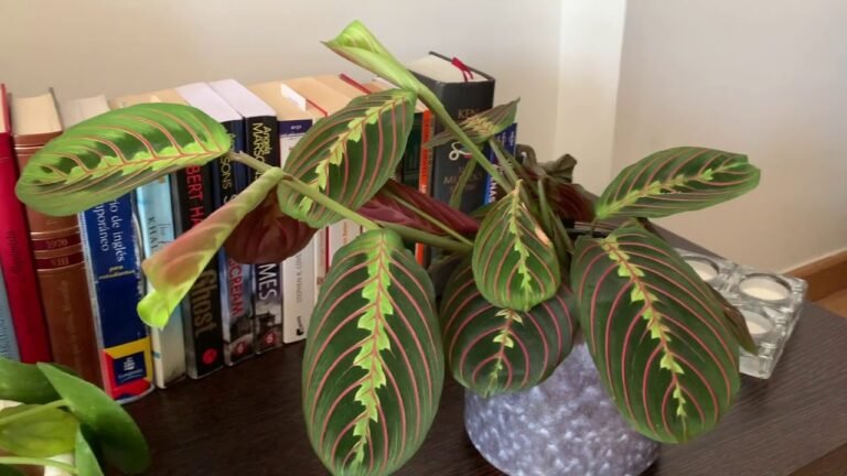 Descubre cómo plantar marantas y mantenerlas sanas en casa