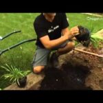 ¡Descubre cómo plantar agapantos en tu jardín de forma sencilla!