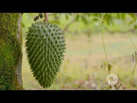 Como plantar Guanábanas, todo lo que debes saber