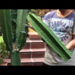 Tutorial completo para plantar Euphorbias con éxito