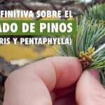 Guía práctica para plantar pinos silvestres: paso a paso