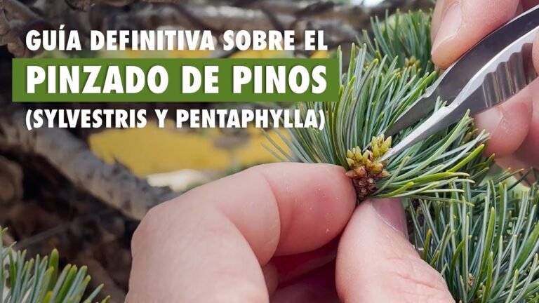 Guía práctica para plantar pinos silvestres: paso a paso