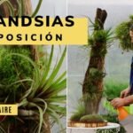 Cómo plantar Tillandsia Tricolors con éxito