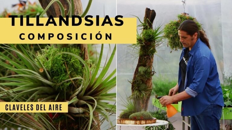 Cómo plantar Tillandsia Tricolors con éxito