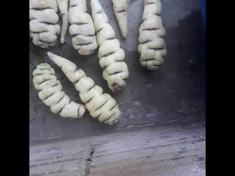Plantar mashuas en casa
