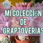 ¡Descubre cómo plantar graptoverias y llenar tu jardín de belleza!