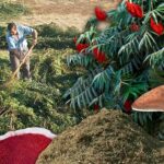 Hombre cosechando zumaques con racimos rojos, montones de hojas y herramientas en el campo — Guía completa para plantar sumacs en tu jardín ¡Aprende cómo!