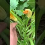 ¡Descubre cómo plantar flores de calabaza y llenar de color tu jardín!