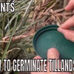 Guía completa: Cómo plantar Tillandsia Schiedeanas en casa