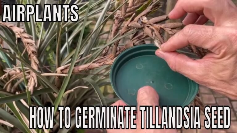 Guía completa: Cómo plantar Tillandsia Schiedeanas en casa