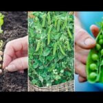 Plantar Winged Beans en tu jardín