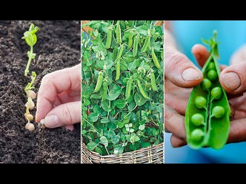 Plantar Winged Beans en tu jardín