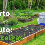 Domina el arte de plantar acelgas con estos consejos infalibles