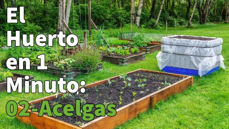 Domina el arte de plantar acelgas con estos consejos infalibles