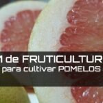 Cómo plantar pomelos: guía completa para cultivar tus propias frutas