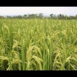 Guía completa para plantar arroces de corona con éxito en un campo de arroz verde con espigas en estado de llenado.