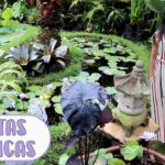 ¡Descubre cómo plantar Pontederias como un experto en jardinería!