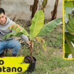 Descubre ahora cómo plantar plataneros con éxito ¡Sigue estos simples pasos!