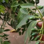 Descubre cómo plantar canelas en tu jardín paso a paso
