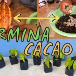 Cómo plantar cacaos en casa: ¡Conviértete en un experto chocolatero!