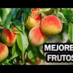 Guía completa para plantar melocotoneros con éxito