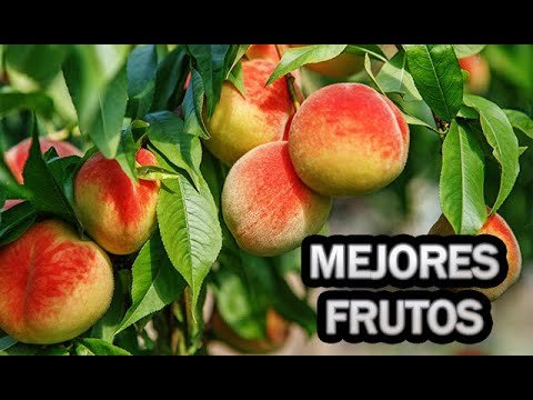 Guía completa para plantar melocotoneros con éxito