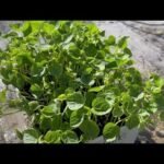 Descubre los secretos para plantar adzukis con éxito