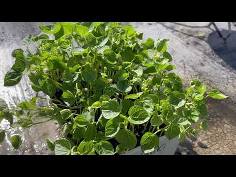 Descubre los secretos para plantar adzukis con éxito