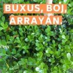 Guía completa para plantar buxuses y embellecer tu jardín