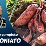 Descubre el secreto para plantar boniato chinos con éxito