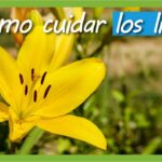 ¡Descubre los secretos para plantar lirios como un experto!
